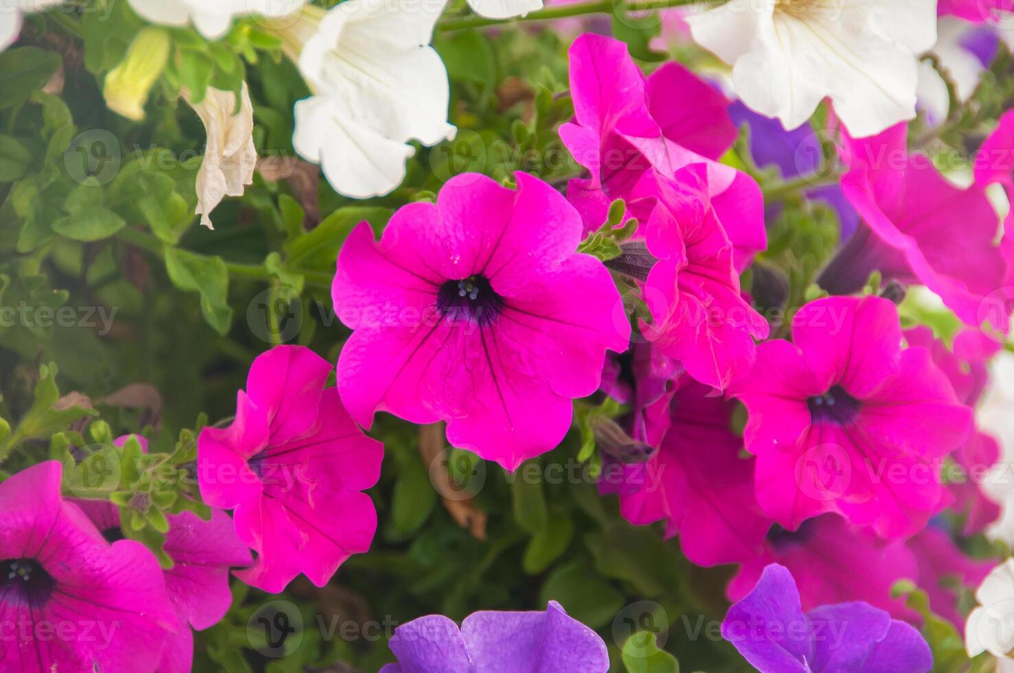 Beautiful petunias in a garden photo