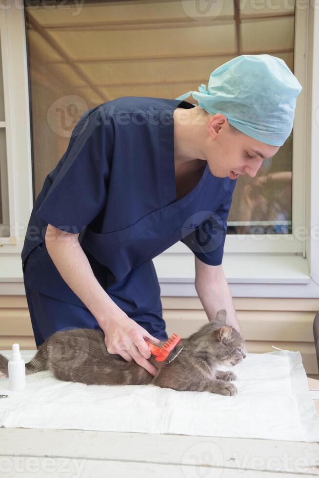 veterinario peines un calle gatito a el voluntario ayuda estación, gratis gato ayuda foto