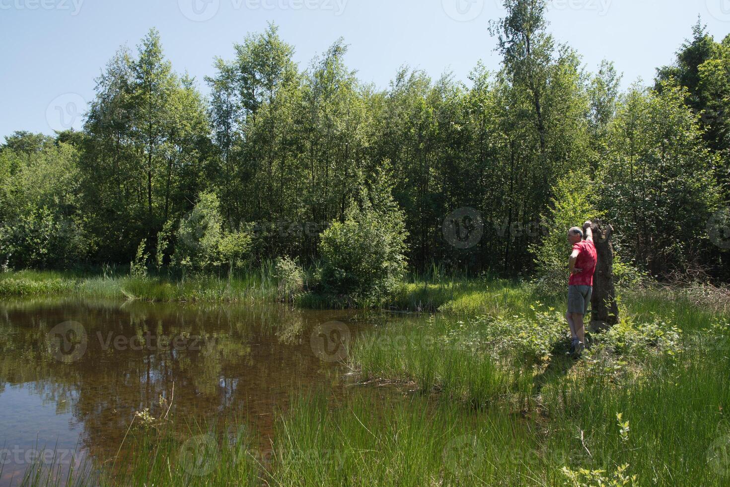 Mixed forest on the shore of a lake landscape,birch,spruce trees in mixed forest photo