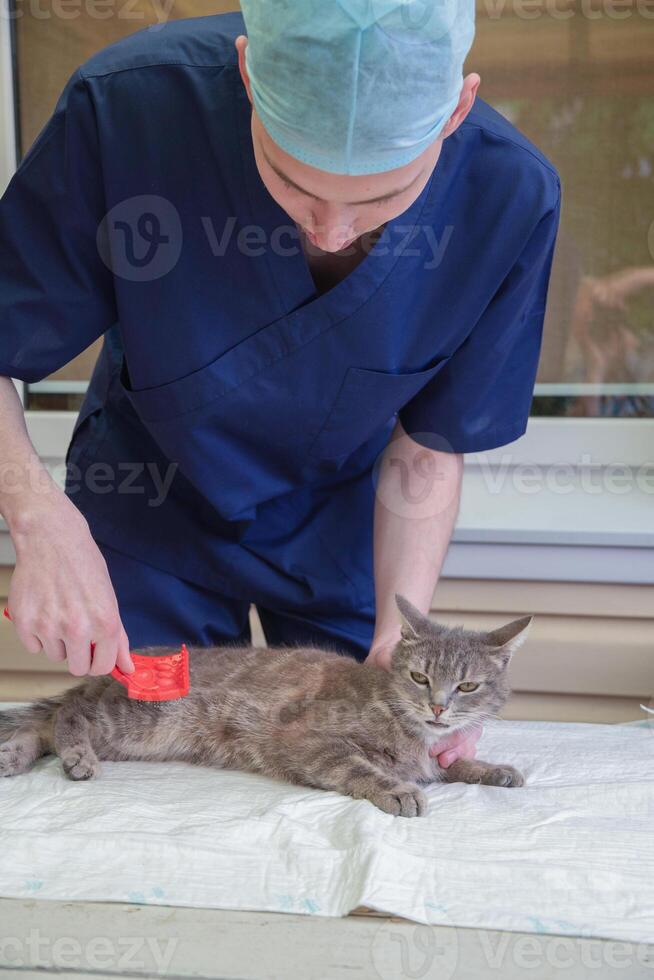 veterinario peines un calle gatito a el voluntario ayuda estación, gratis gato ayuda foto