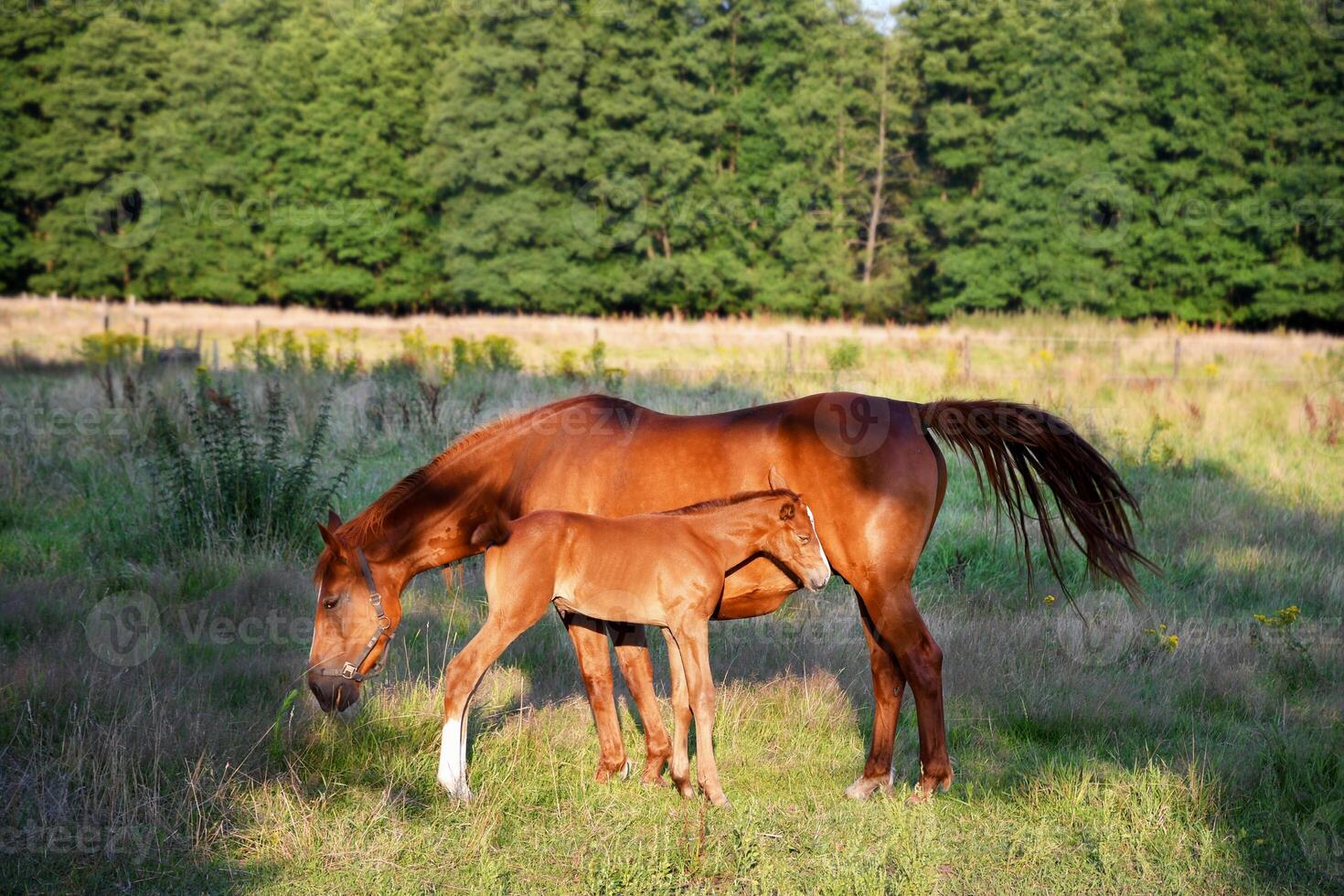 Mom horse with a small foal stand in the rays of the bright sun on the lawn photo