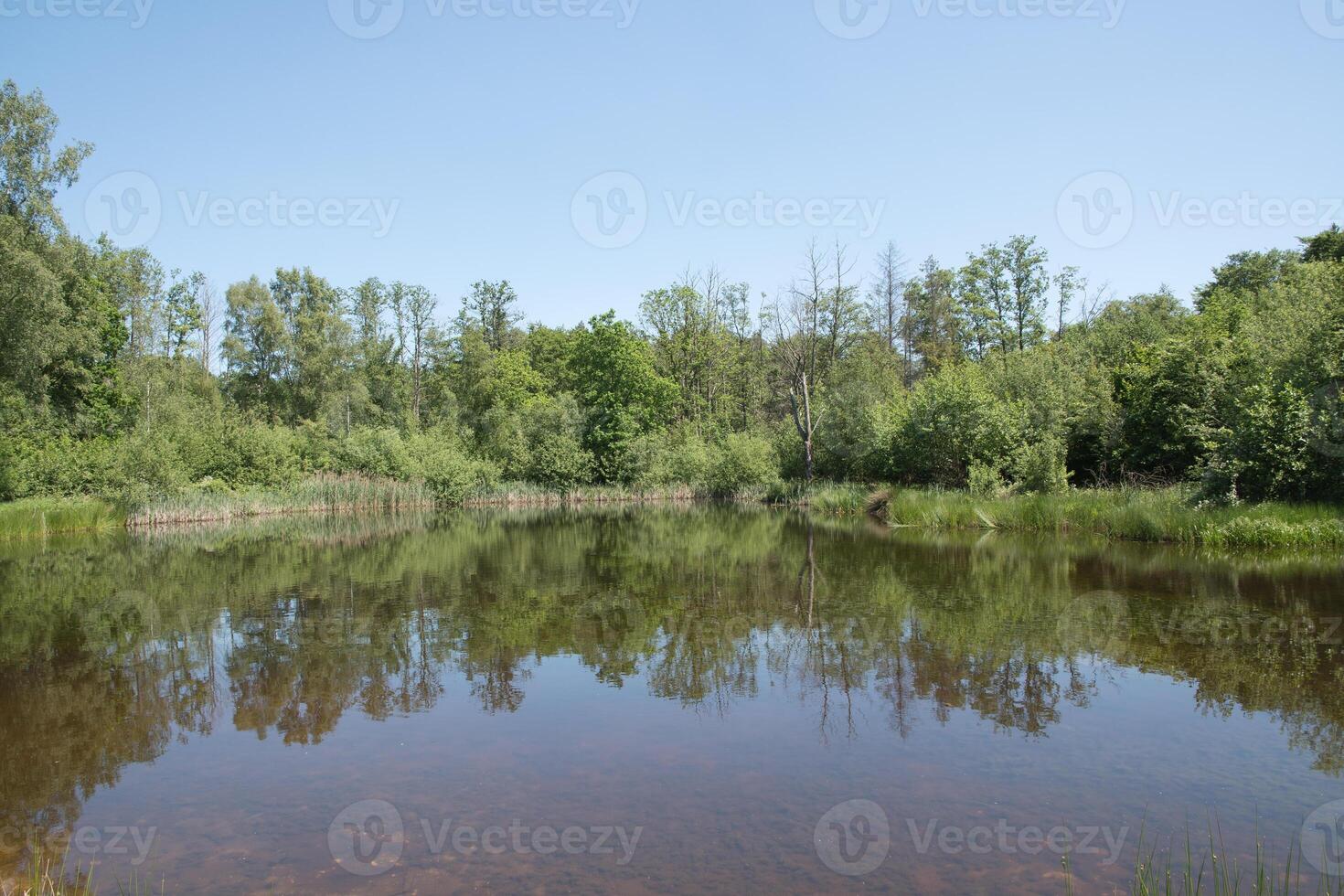 Mixed forest on the shore of a lake landscape,birch,spruce trees in mixed forest photo