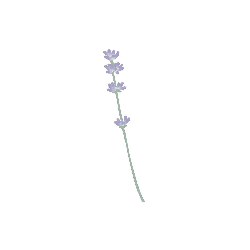 violet herb drawing vector