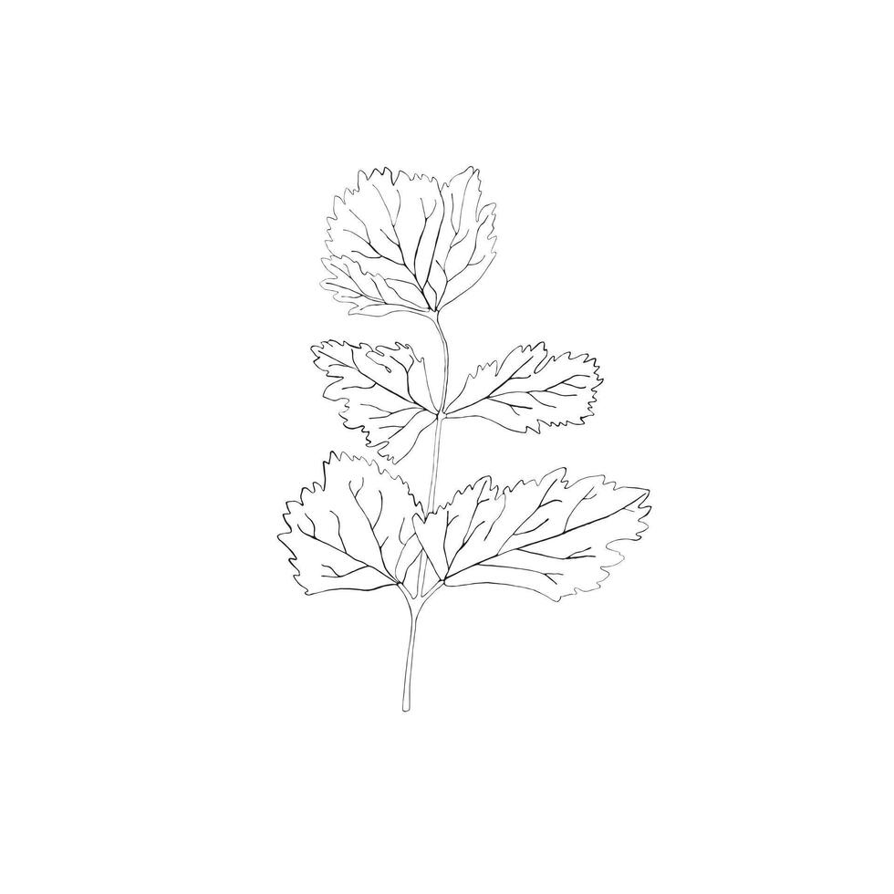black and white leaf vector
