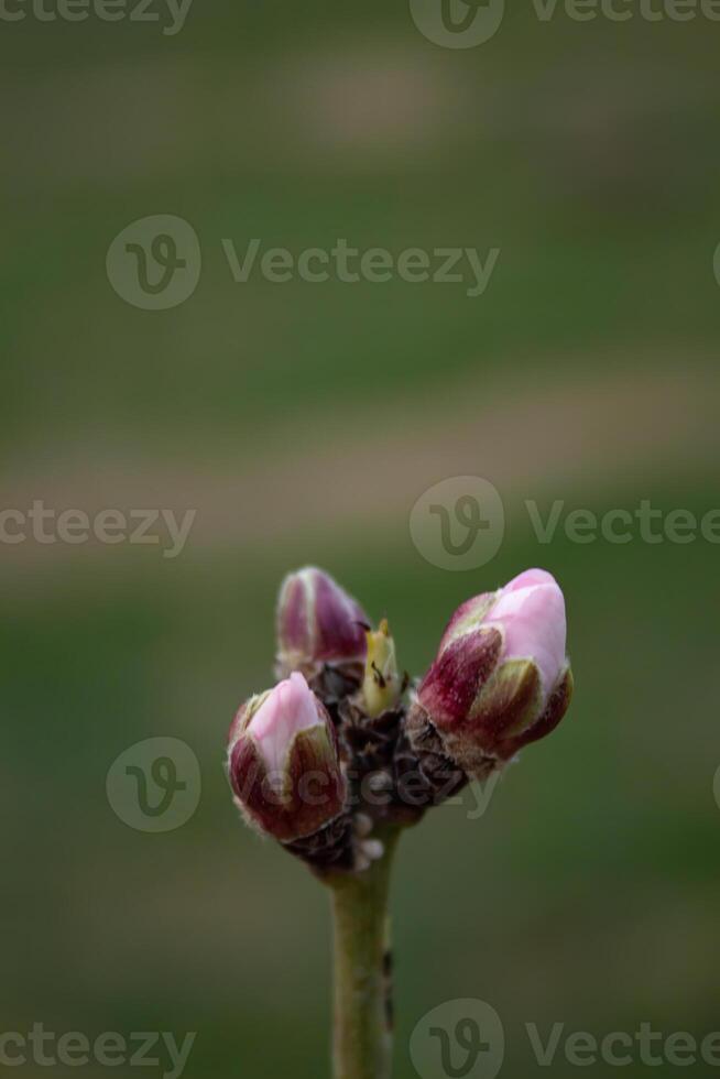 The buds of the tree are going to bloom in spring photo