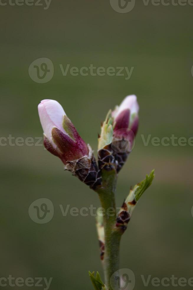 el brotes de el árbol son yendo a floración en primavera foto