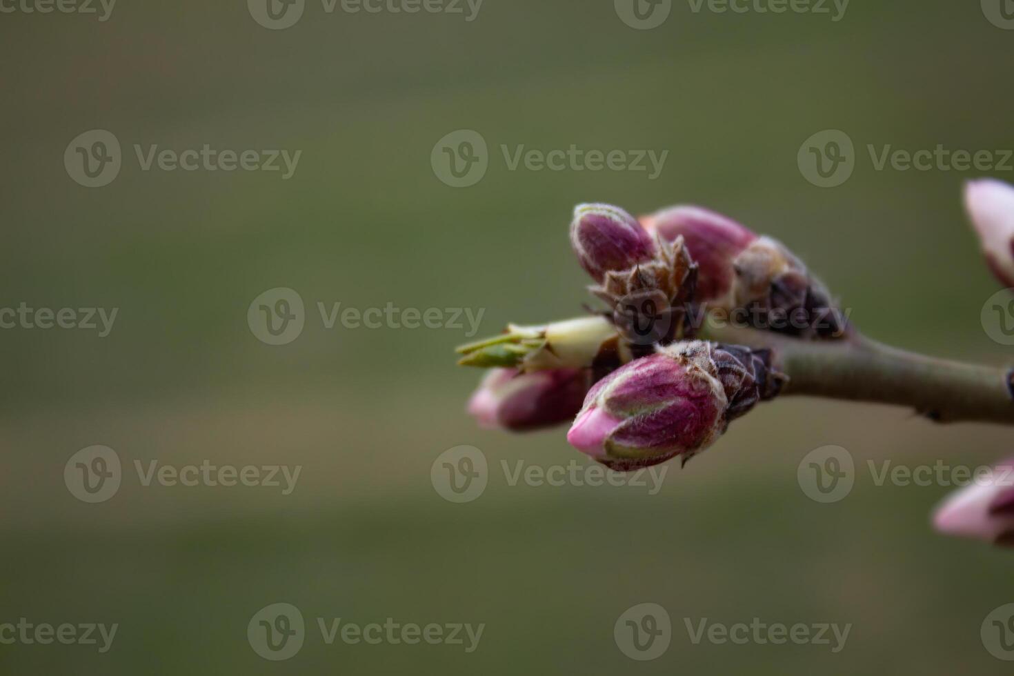The buds of the tree are going to bloom in spring photo
