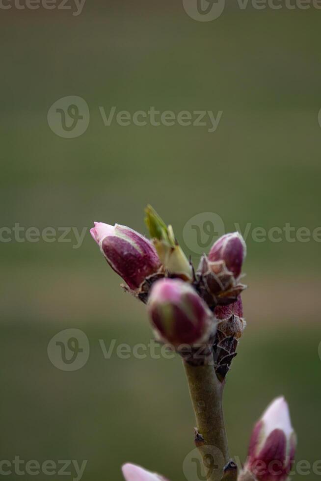 The buds of the tree are going to bloom in spring photo