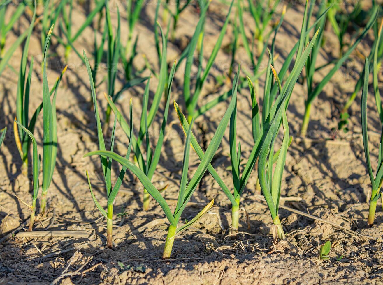 Garlic grows in the garden, outdoors for a healthy diet photo