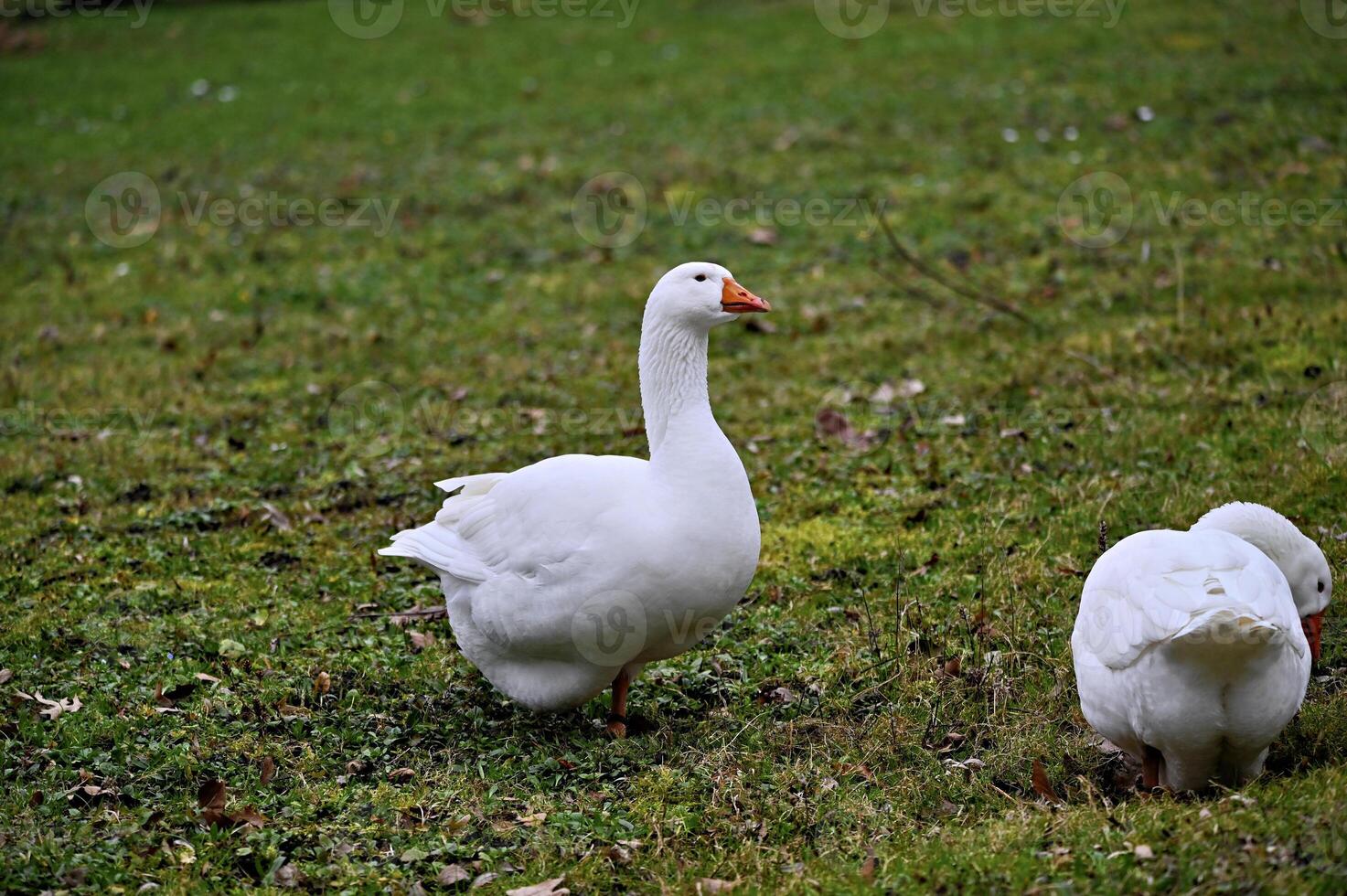 Geese on a meadow photo