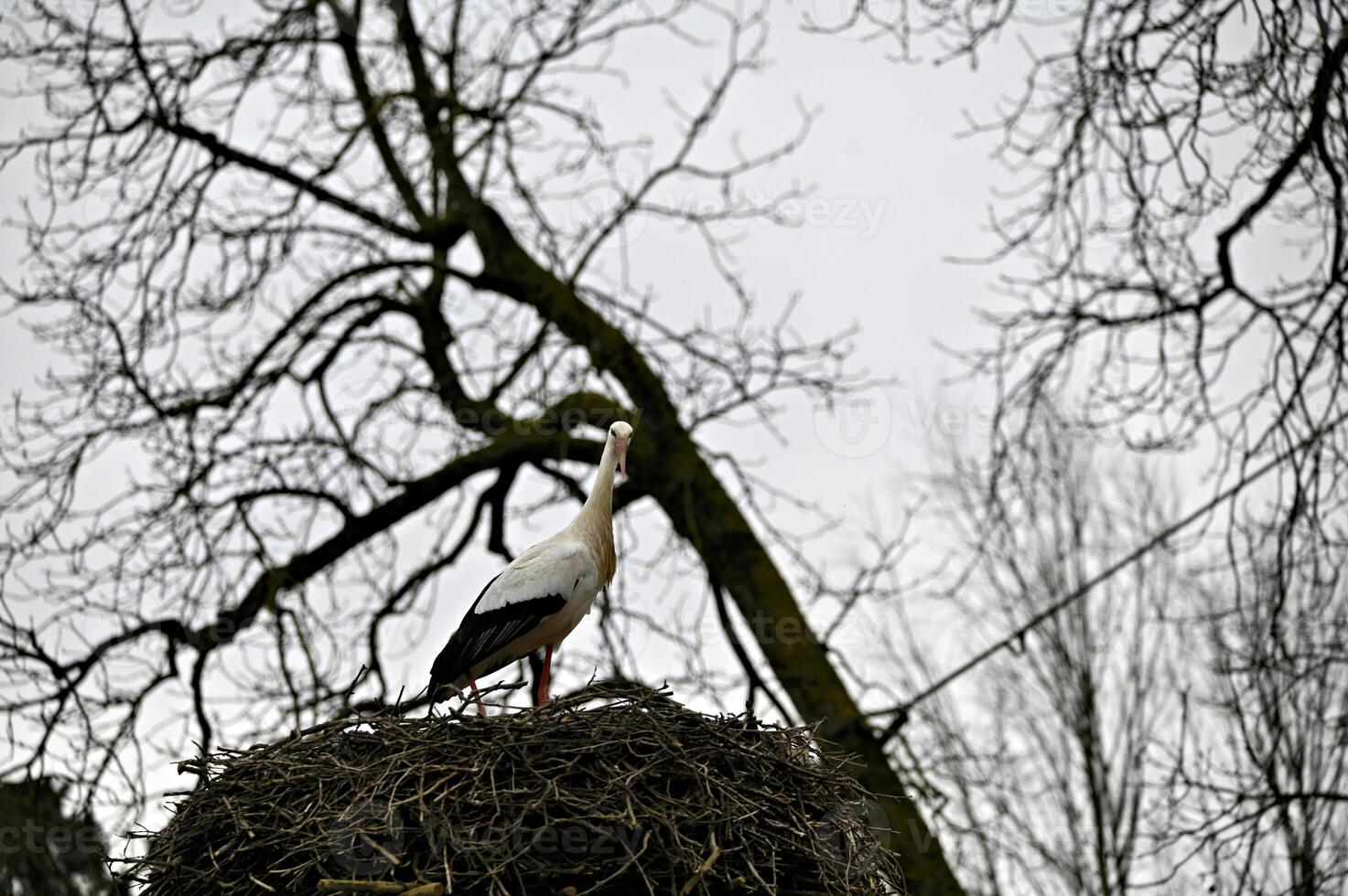 Stork in the stork nest photo