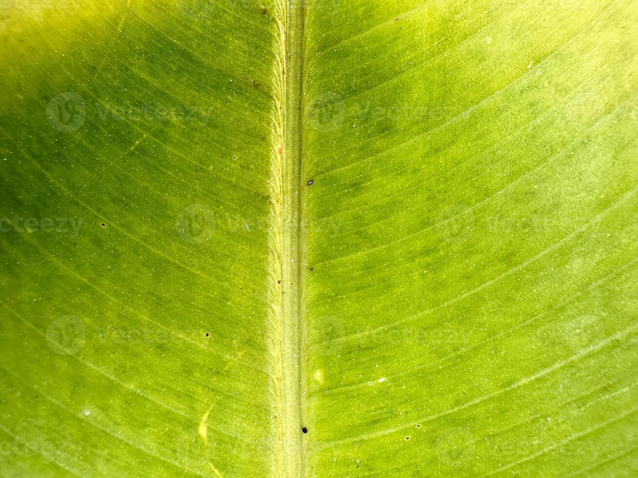 Green Fresh Banana Leaf Photo