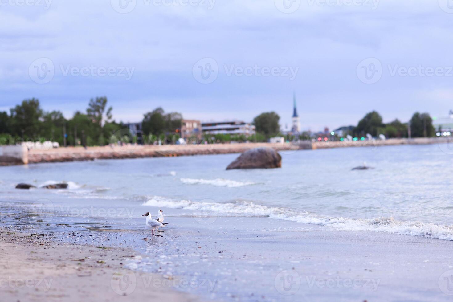 Seagulls on the shore of the Baltic Sea in summer photo