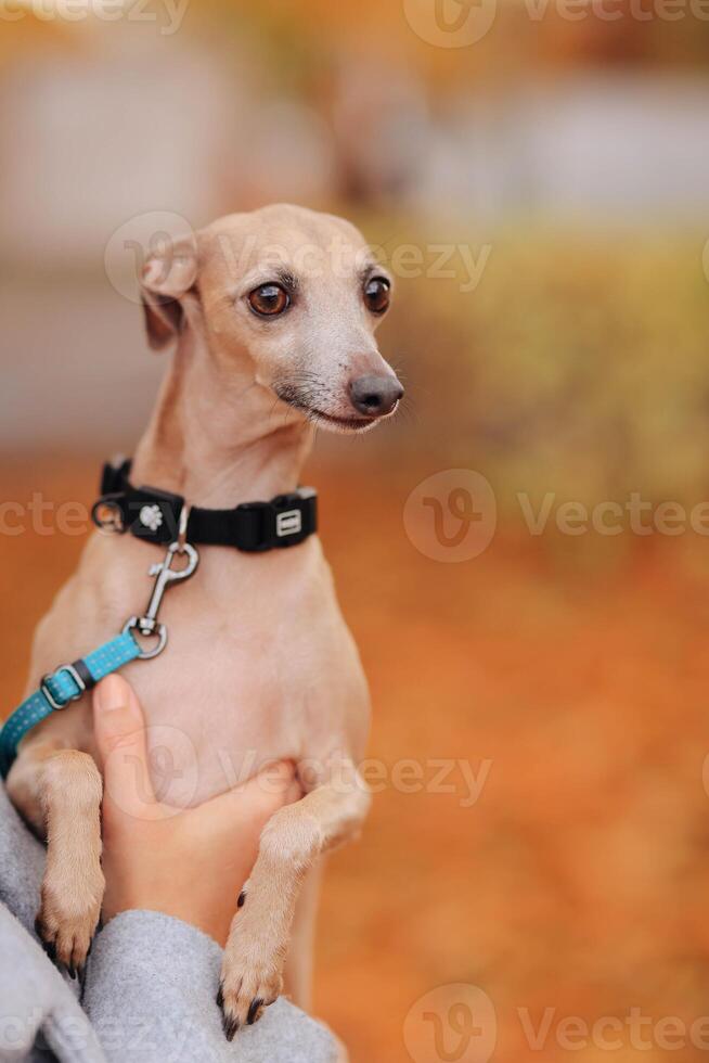 Dog breed whippet on a leash in the hands of a girl photo