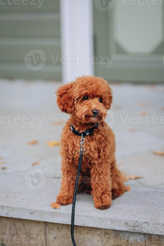 Cute brown poodle puppy sitting on the steps. Selective focus. photo