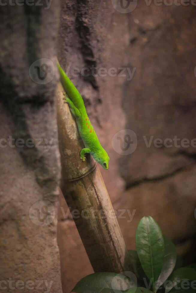 Green lizard on a branch in the zoo. Green lizard in the zoo. photo