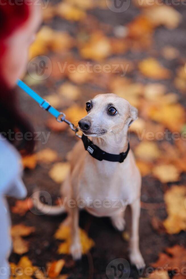 Portrait of a cute dog with a leash in the autumn park photo
