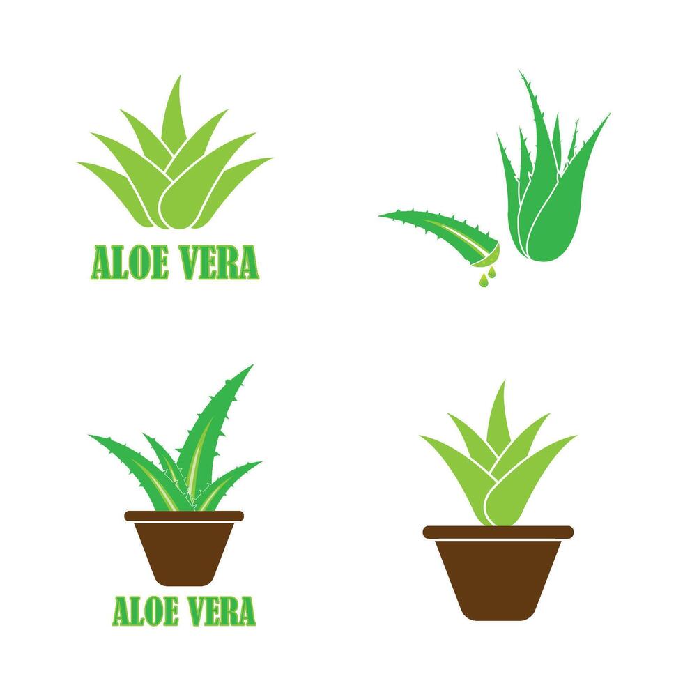 Aloe vera icon  vector design template