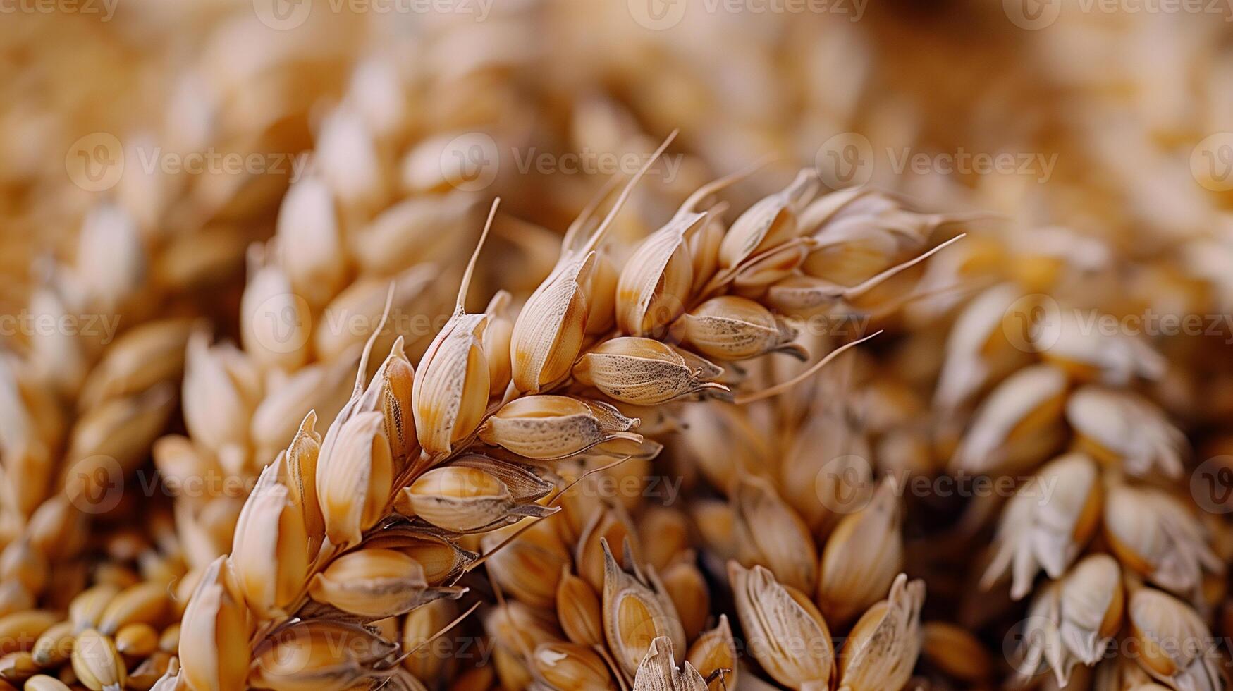 AI generated Wheat ears close-up. Background of ripening ears of wheat. photo