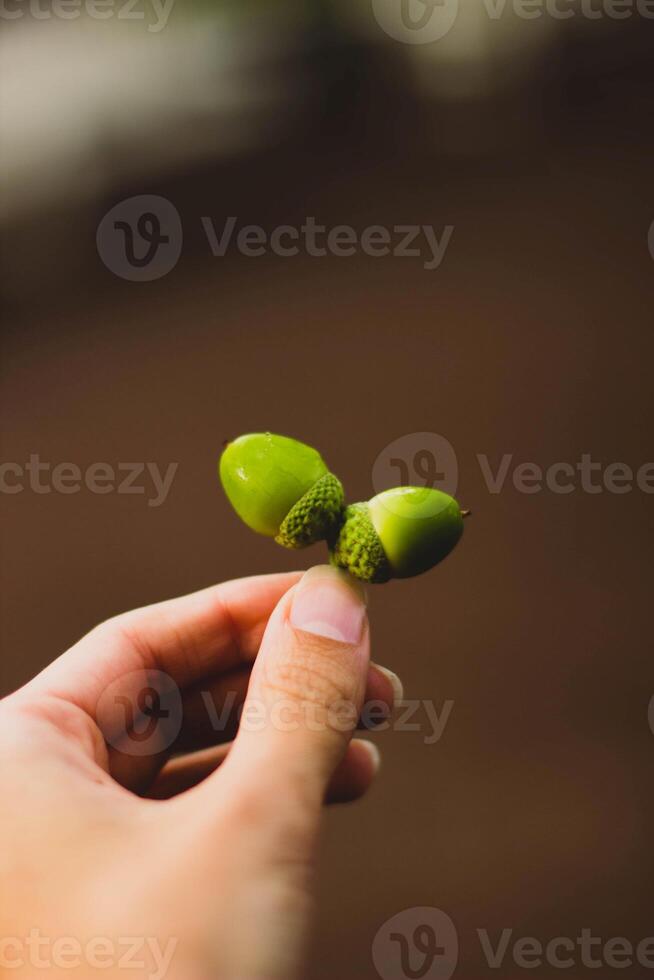 Acorns in the hands of a man. Selective focus. photo