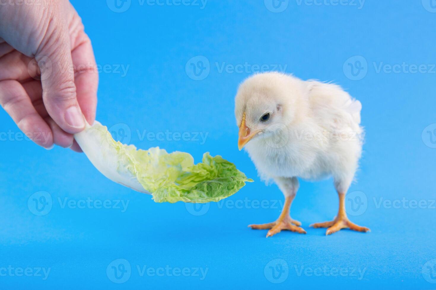 Chicken and lettuce on a blue background. Chick hatched from an egg. photo
