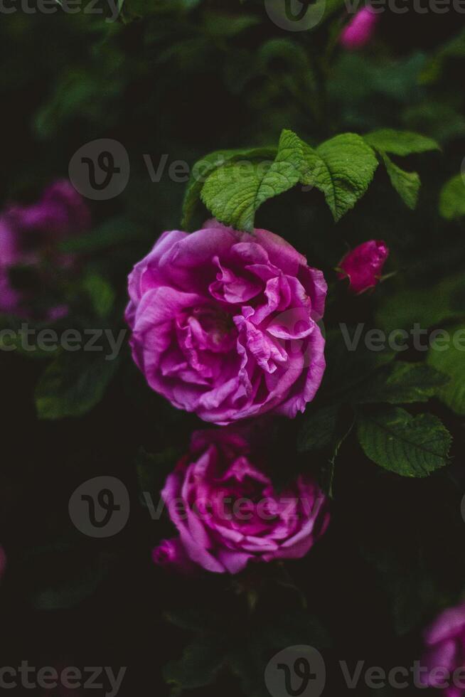 hermosa rosado rosas con verde hojas en un oscuro antecedentes. selectivo enfocar. foto