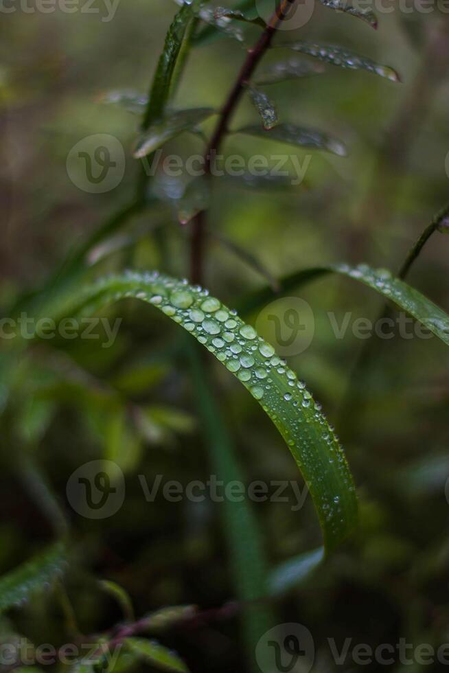 Rocío gotas en el hojas de plantas en el selva. foto