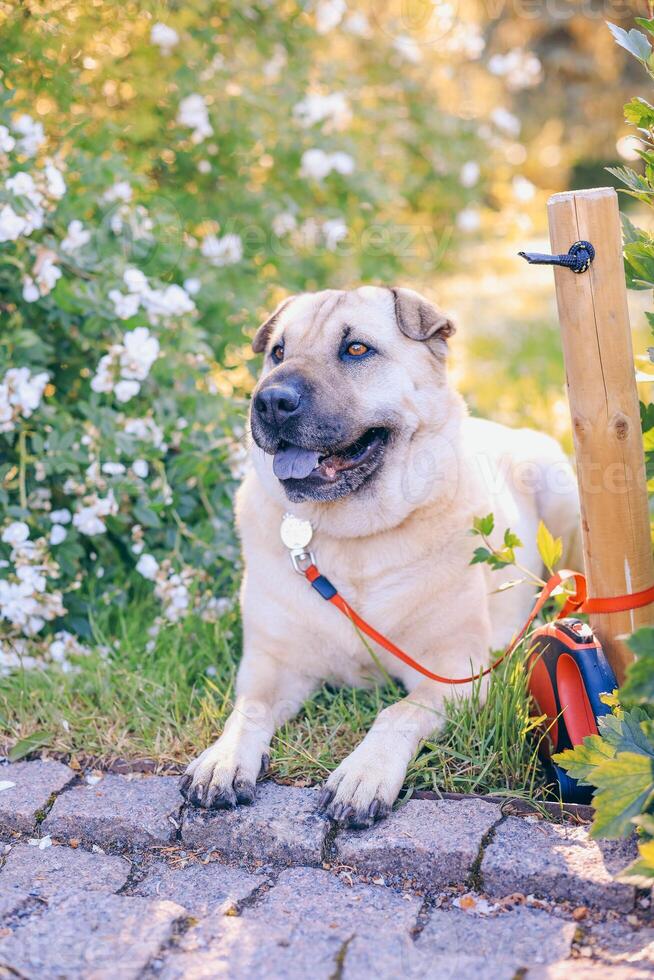 Dog in the garden on a leash. Dog in the garden. photo