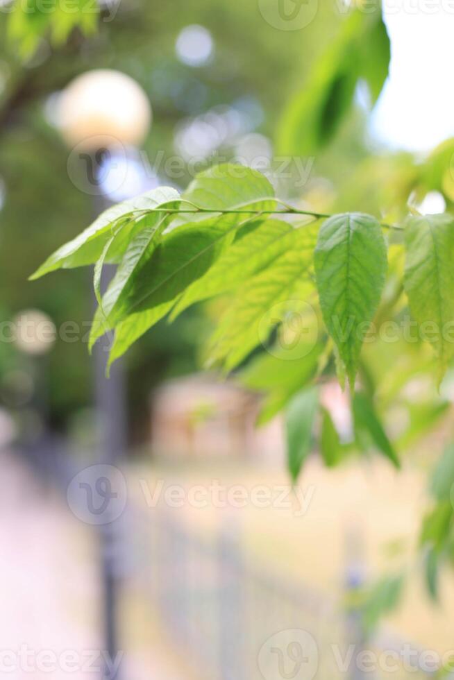 Green leaves in the garden. Selective focus. Shallow depth of field. photo