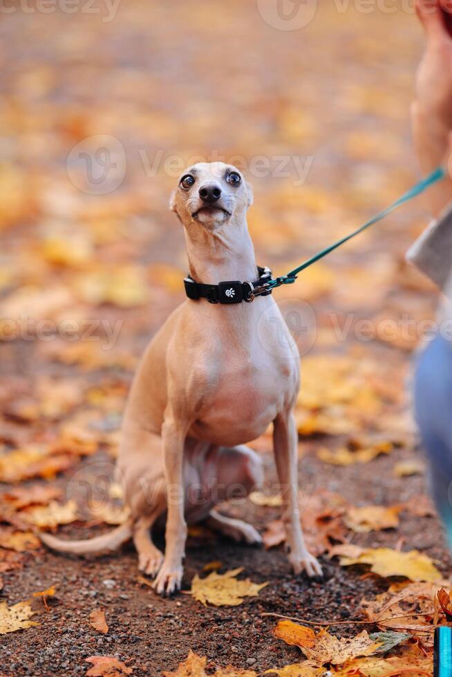 Dog breed whippet sits on a leash in the autumn park photo