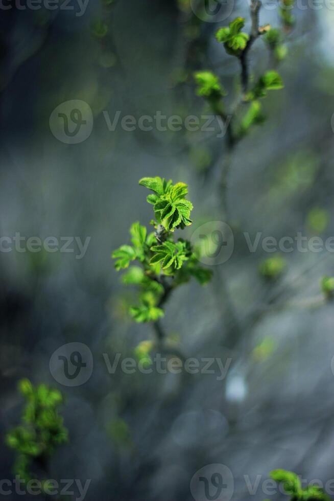 Young green leaves on the branches of a tree in the forest. photo