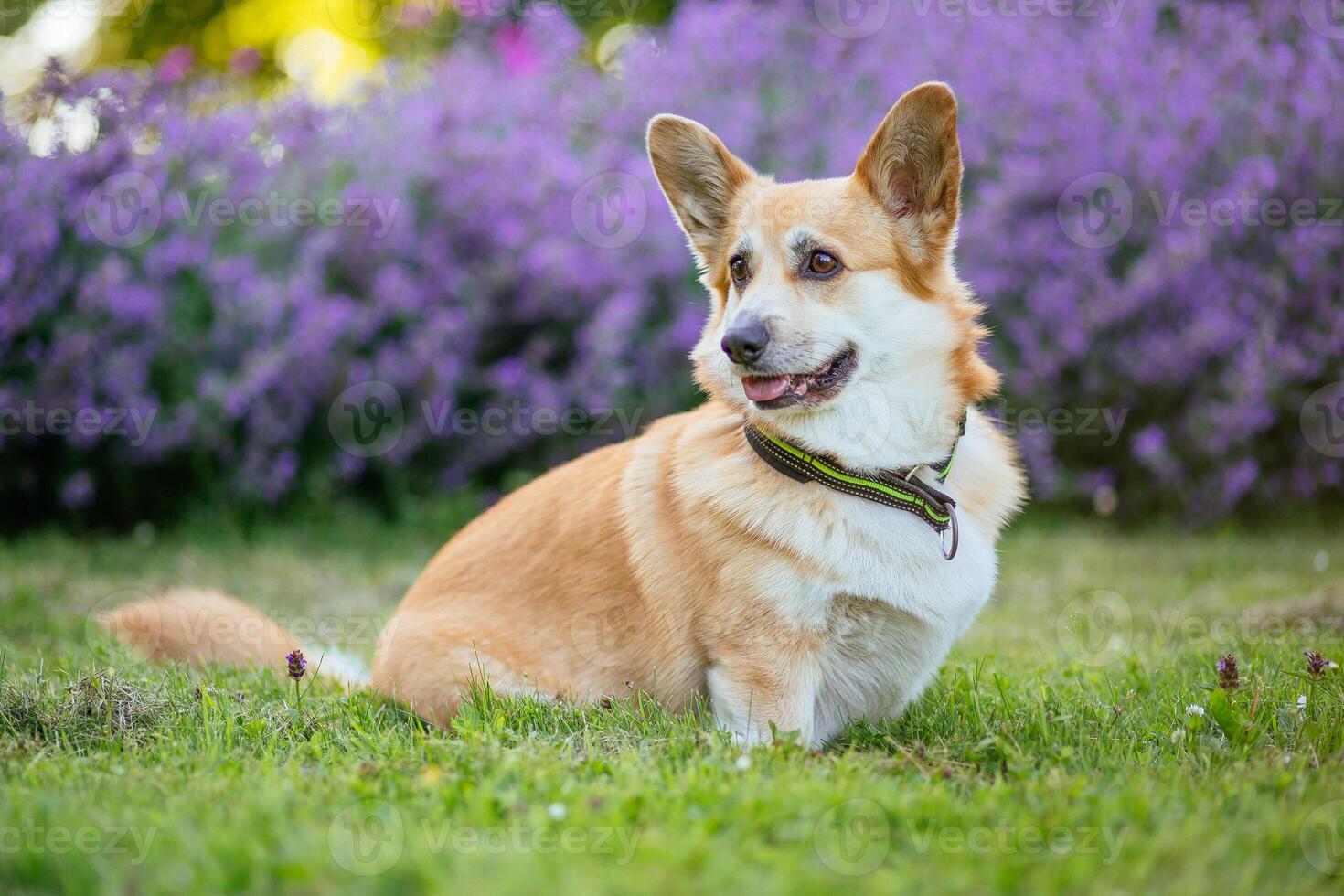 Cute welsh corgi pembroke sitting in the garden photo