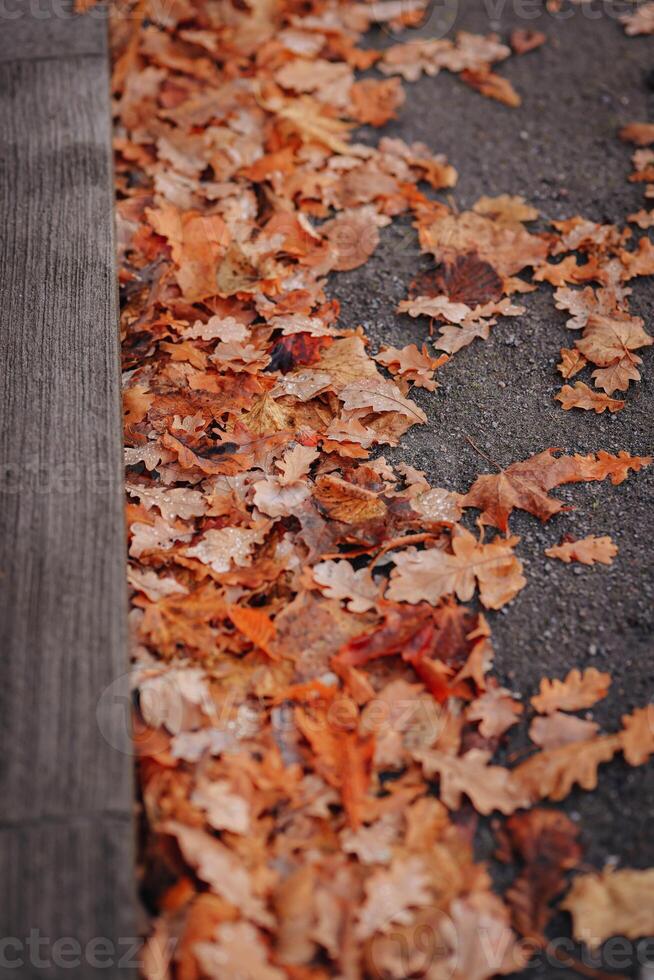 Fallen oak leaves on the ground. Autumn background. Selective focus. photo