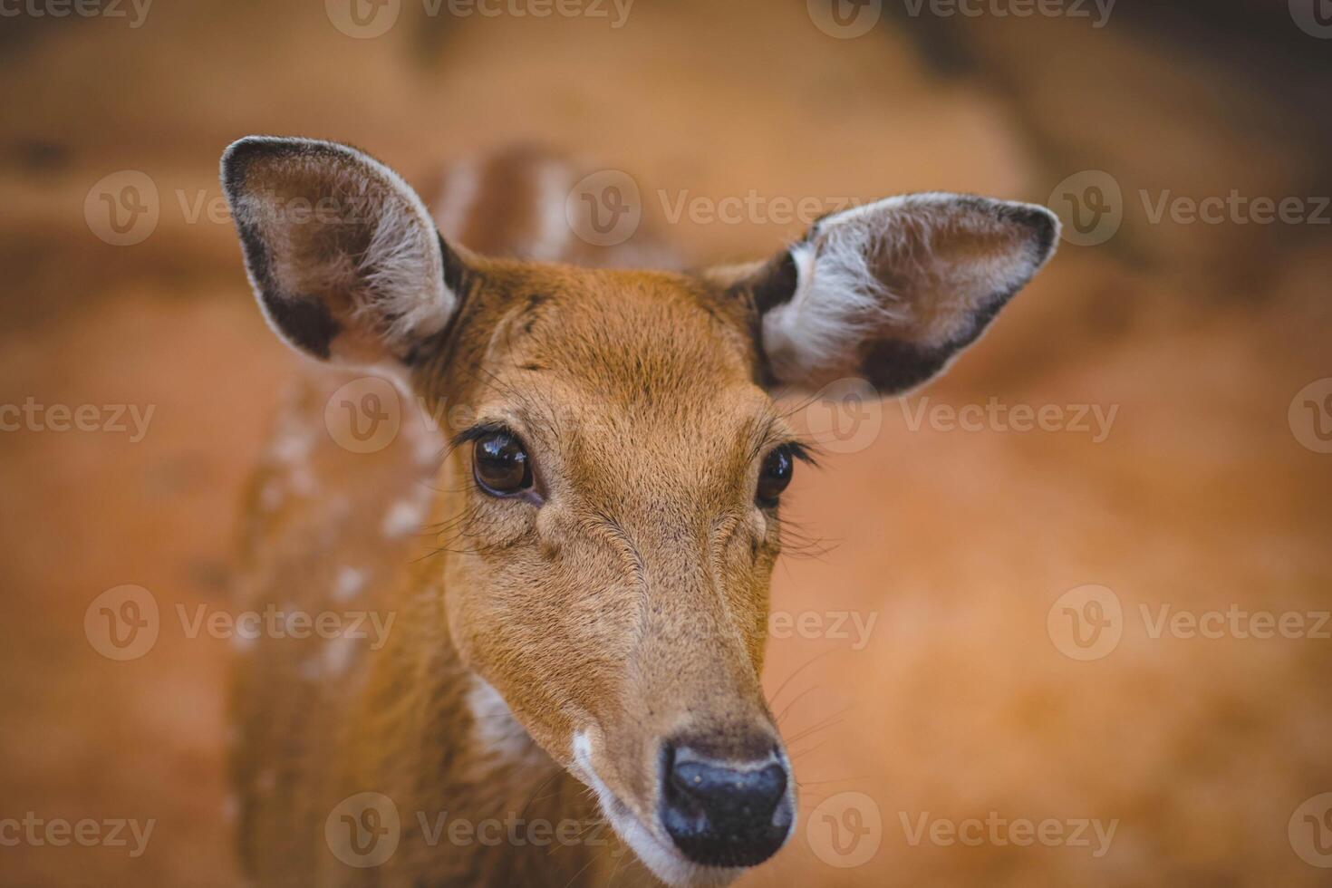 deer in the zoo, close up of head and neck. photo