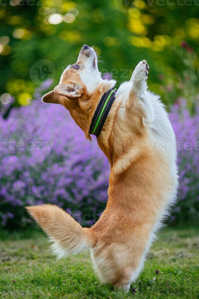 red tricolor welsh corgi dog running in the garden photo