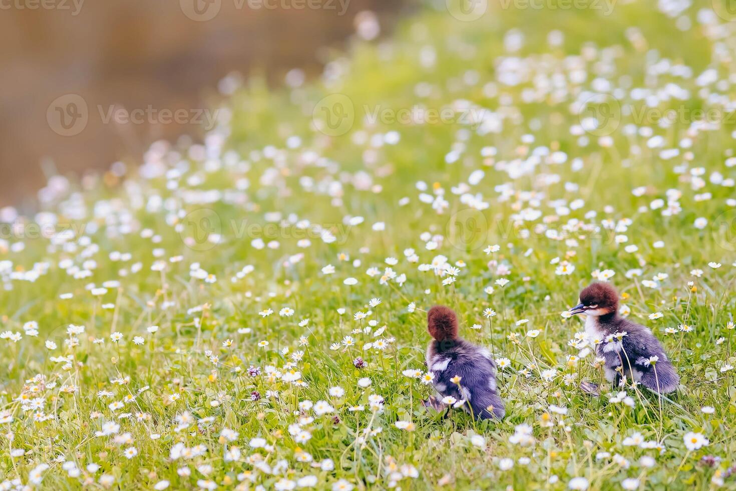 Little ducklings in the meadow with daisies in spring photo