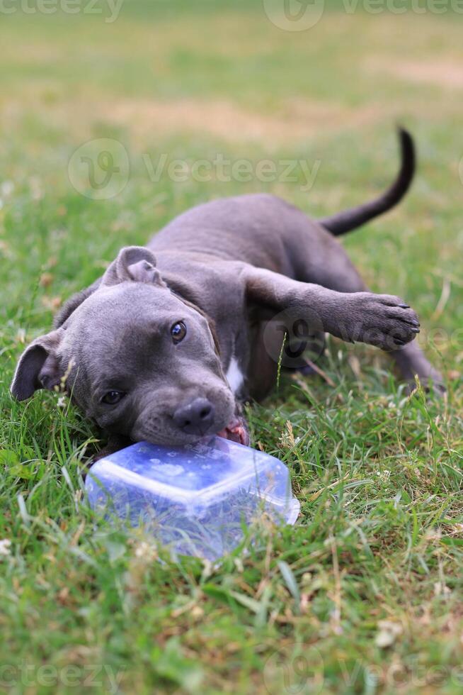 Pitbull puppy playing in the grass with a bowl of food photo