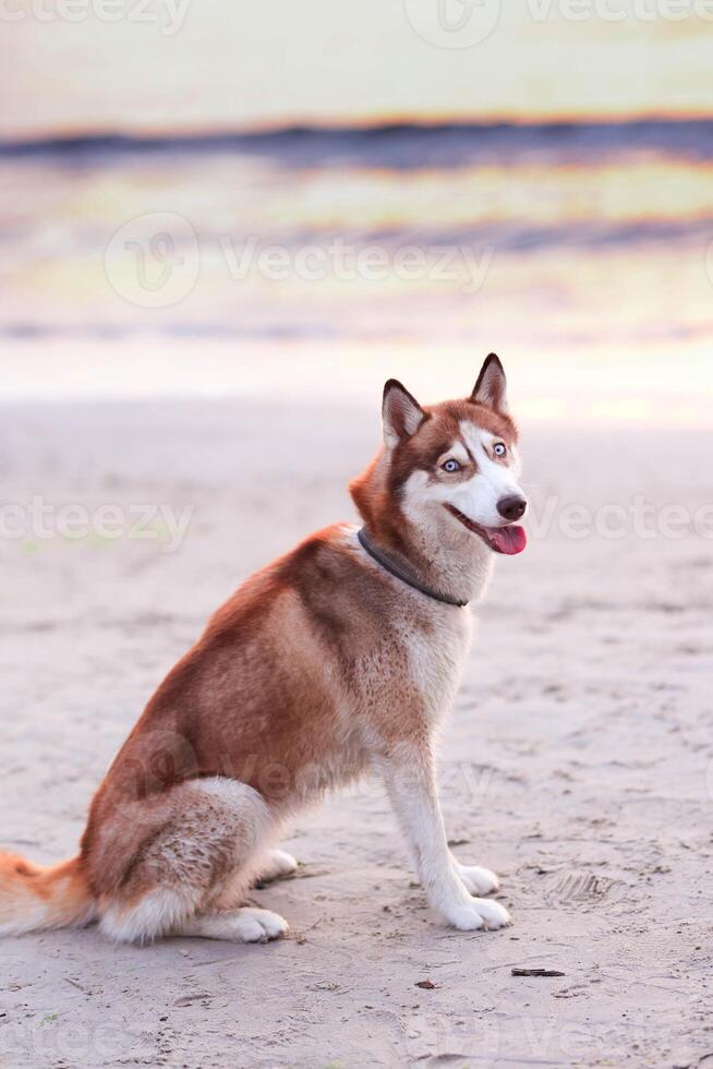 Siberian Husky dog sitting on the beach at sunset. photo