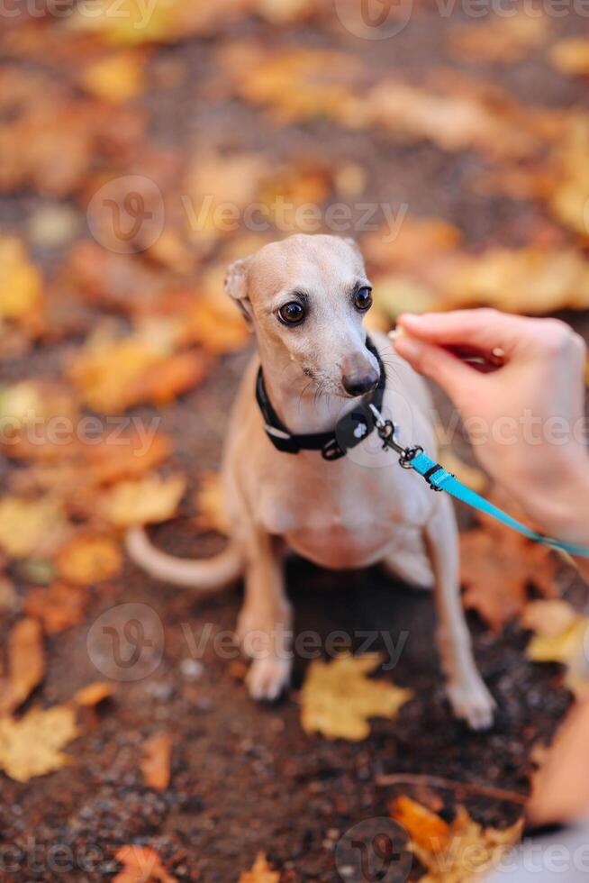 Puppy of whippet on a leash in autumn park photo