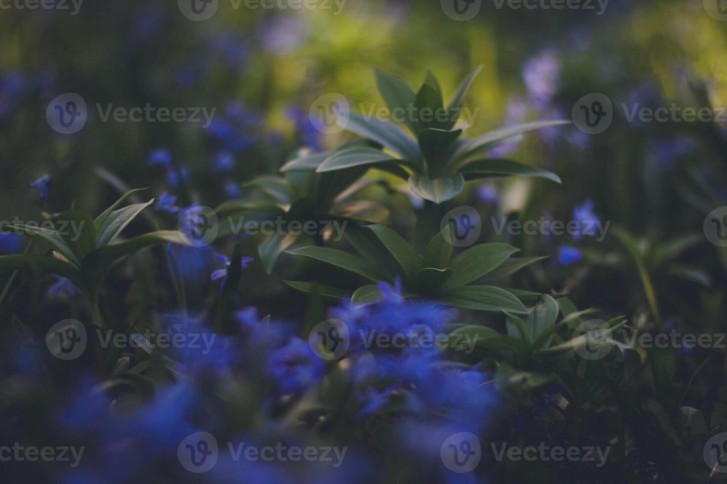 Beautiful spring flowers in the forest. Selective focus. Toned. photo