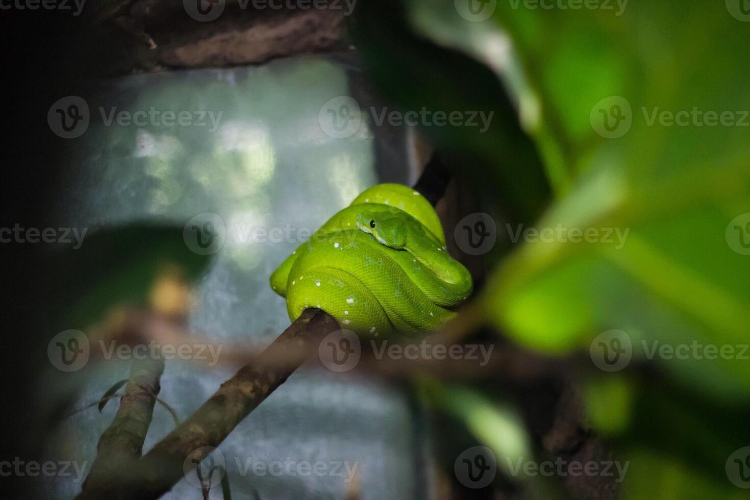 Green snake on a tree branch in the rainforest of Costa Rica photo