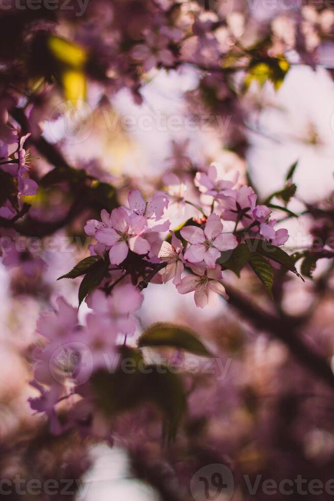 Beautiful cherry blossom in spring time. Soft focus, shallow DOF. photo