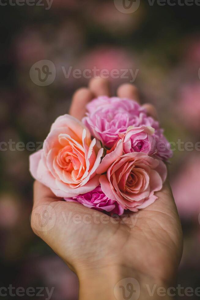 Beautiful pink roses in the hands of a girl. Selective focus. photo