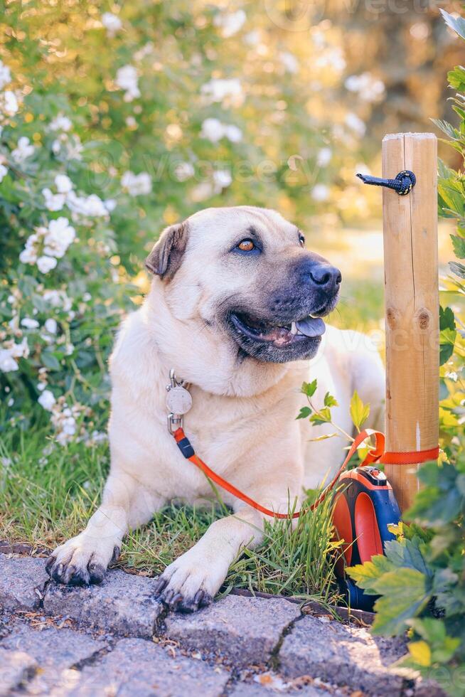 Labrador Retriever is sitting in the garden near the fence photo