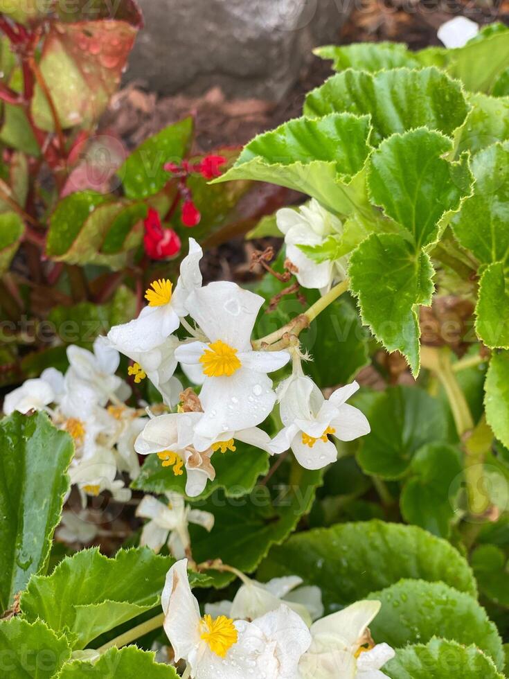 White begonia flowers with water drops on petals in the garden photo