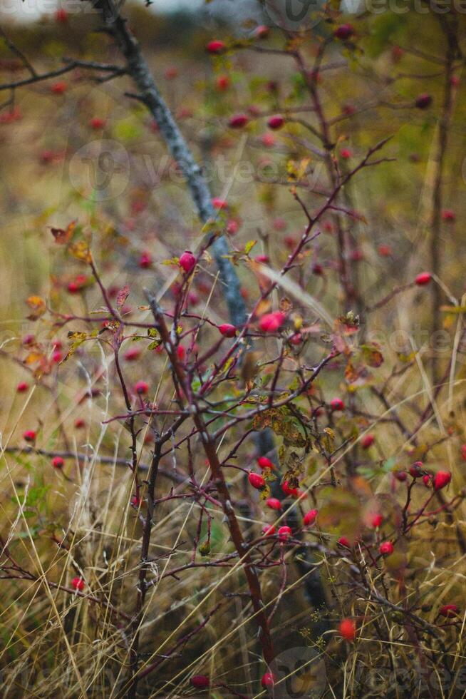 salvaje Rosa arbustos con rojo bayas en otoño bosque. selectivo enfocar. foto