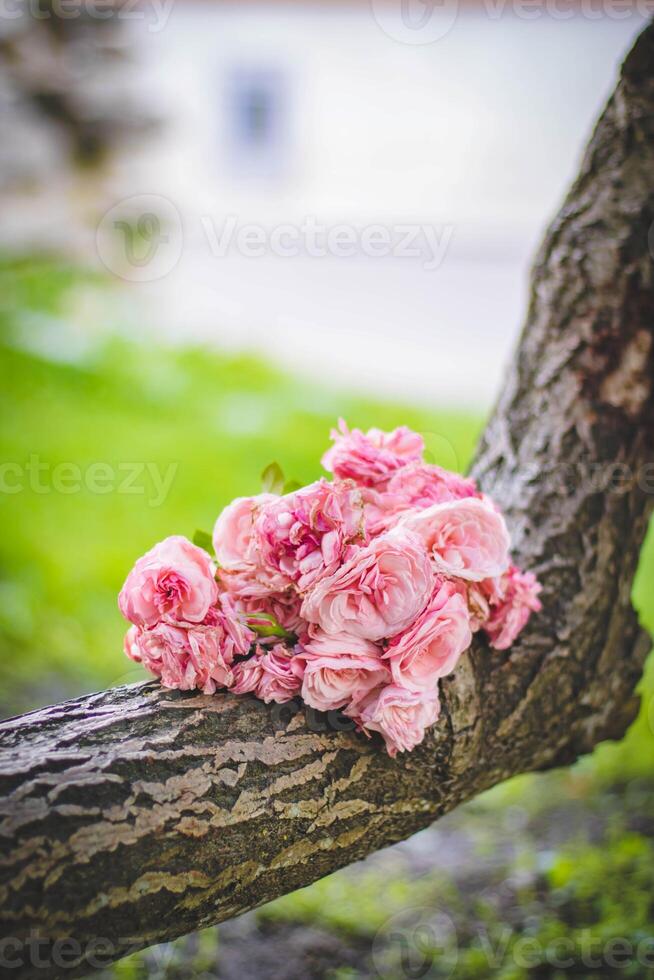 Wedding bouquet of pink roses on a tree branch. photo