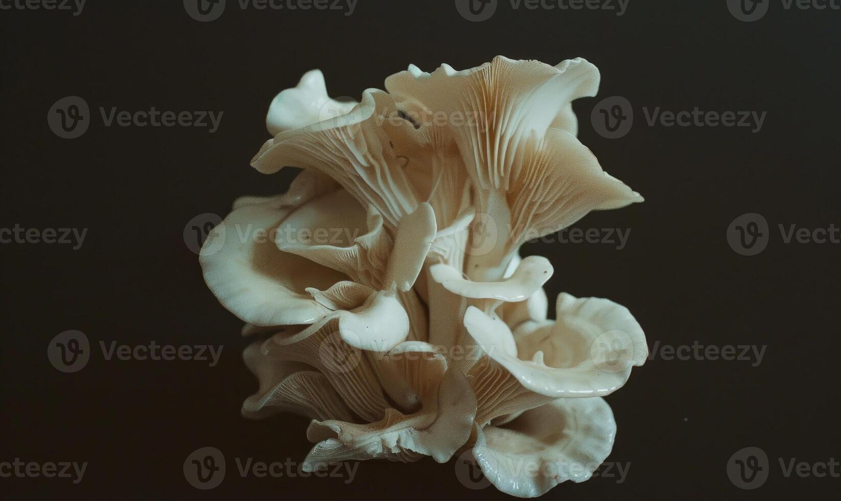 AI generated oyster mushroom on black background, top view, close-up photo