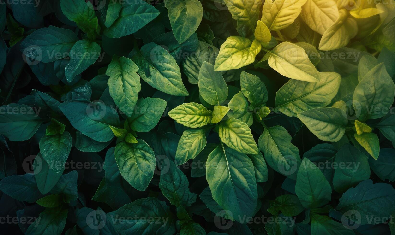 AI generated Green leaves of basil in the garden with sunlight, Nature background. photo