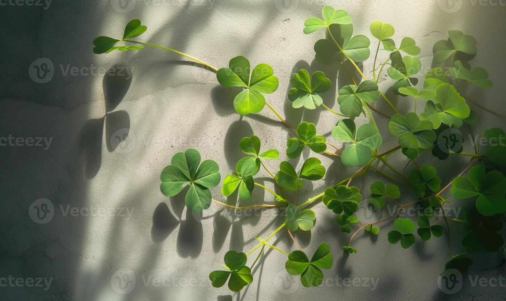 AI generated Green leaves of clover with shadow on the white wall. Top view. photo